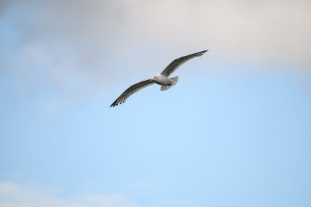 Beautiful seagull flying high on beautiful blue sky with cloud.