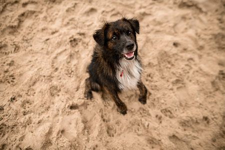 wonderful view of dog sitting on sandy beachの写真素材