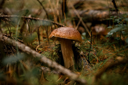 Brown mushroom growing among dry needles and twigsの写真素材