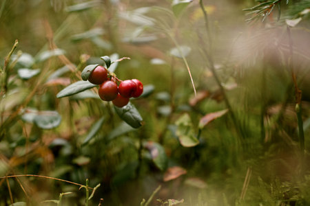 Lingonberry plants with ripe red berries in natural environment, soft focus.