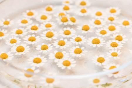 close-up view of small chamomile flowers floating in clear water