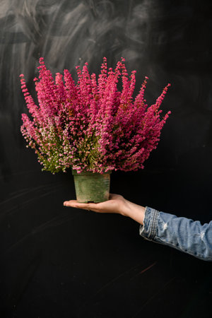 Beautiful flowering pink heather plant in pot in female hand. Close-up.の写真素材