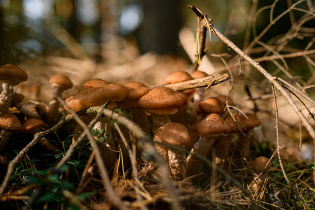 Closeup photo of group of mushrooms Armillaria mellea growing in forest