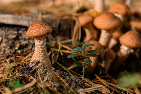 Closeup view on group of mushrooms Armillaria mellea growing in forestの写真素材