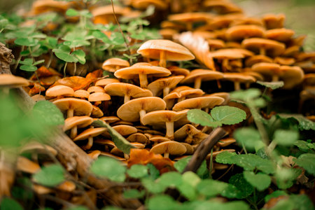 Group of autumn honey agaric Latin Armillaria mellea grows in the forest, close-upの写真素材