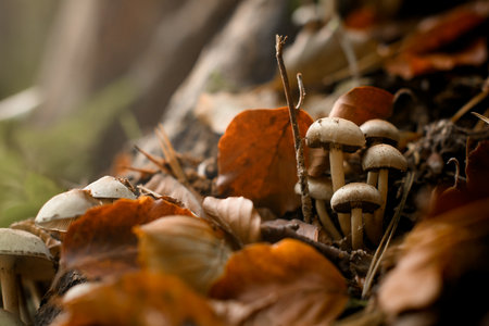 Poisonous mushroom Hypholoma fasciculare grows in autumn forest between dry leavesの写真素材