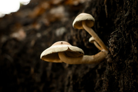Group of poisoned mushrooms Hypholoma capnoides growing on tree trunk in autumn forestの写真素材