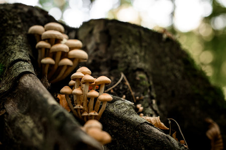 Close-up view on a bunch of wild poisoned sulphur tufts Hypholoma fasciculare growing on tree stumpの写真素材