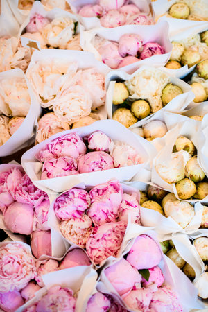 Colorful showcase of flower shop with large assortment of delicate fresh peonies.の写真素材