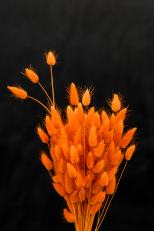 Orange flowers in a tenderness womans hand on a black backgroundの写真素材