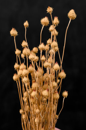 Delicate flowers in a tenderness girls hand on a portrait black backgroundの写真素材