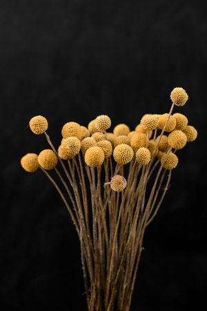 Beautiful delicate light brown flowers on a black backgroundの写真素材