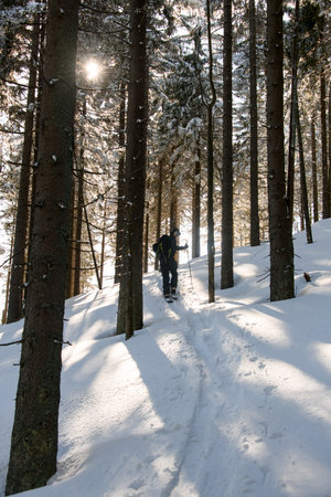 Rear view on male traveler with backpack in fir snow forest. Winter tripの写真素材