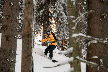 Snowboarder free rider rides down in winter forest between huge snow-covered fir treesの写真素材