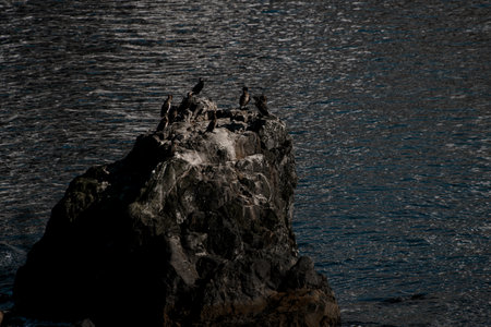 Top view of a rocky mountain peak on which a flock of birds has gatheredの写真素材