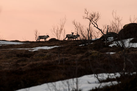 Focus on the background of several reindeer running in a herd up the hillの写真素材