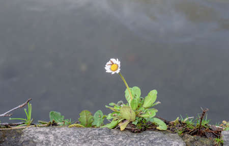 flower on the river bankの写真素材