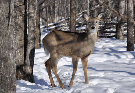 A young deer in the woodsの写真素材