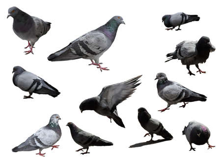 Various Pidgeons on a white backgroundの写真素材