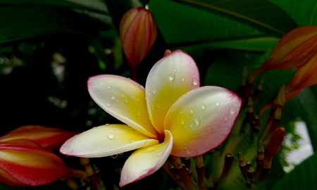 Plumeriaの写真素材