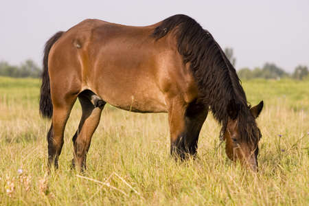 Horseの写真素材