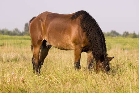 Horseの写真素材