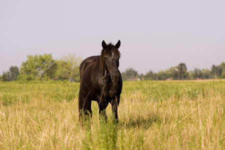 Horseの写真素材