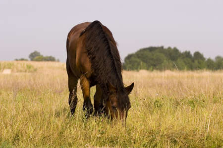 Horseの写真素材