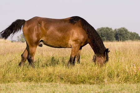 Horseの写真素材