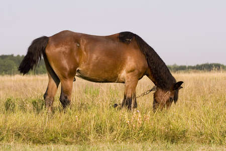 Horseの写真素材