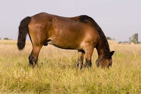 Horseの写真素材