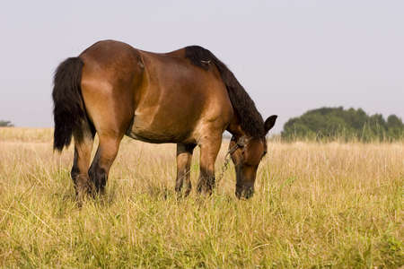 Horseの写真素材