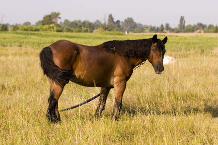 Horseの写真素材