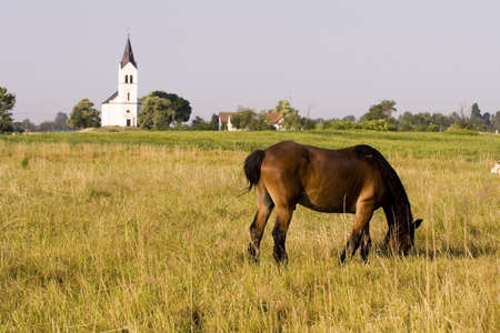Horseの写真素材