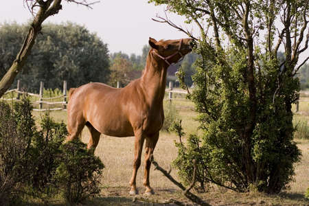 Horseの写真素材