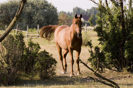 Horseの写真素材
