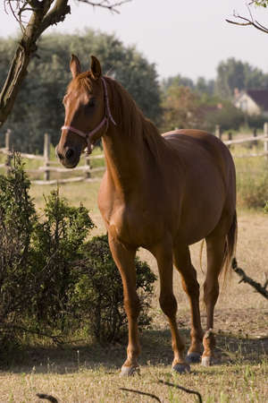 Horseの写真素材