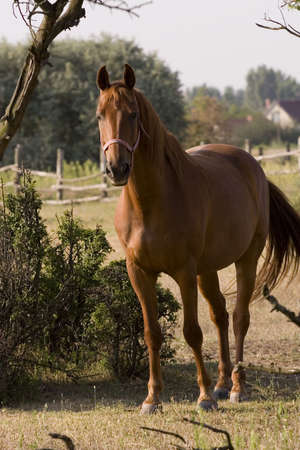 Horseの写真素材