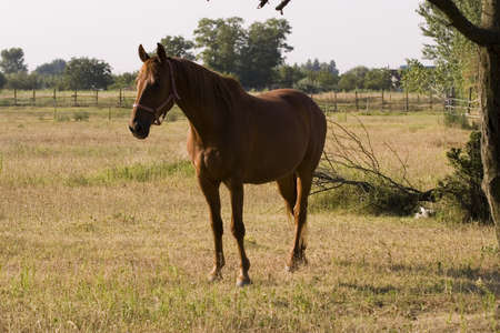 Horseの写真素材