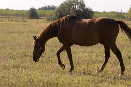 Horseの写真素材