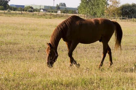 Horseの写真素材