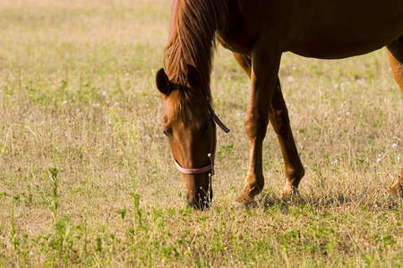 Horseの写真素材