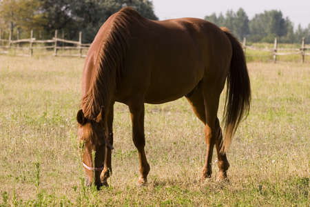 Horseの写真素材