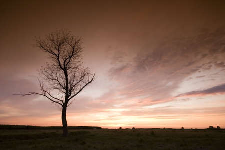 sunset with a treeの写真素材