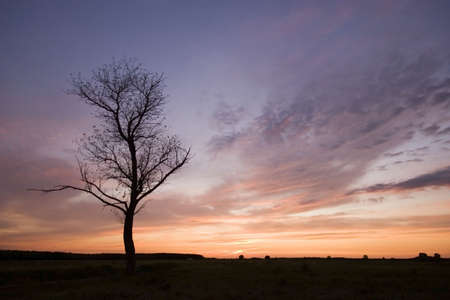 sunset with a treeの写真素材