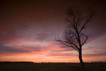 sunset with a treeの写真素材