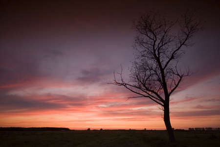 sunset with a treeの写真素材