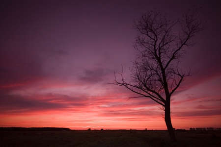 sunset with a treeの写真素材