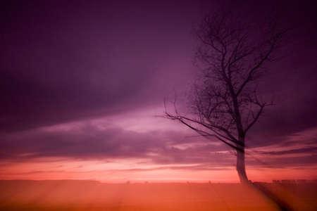 sunset with a treeの写真素材