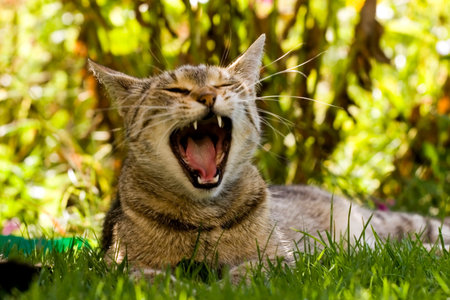 Home cat in the garden